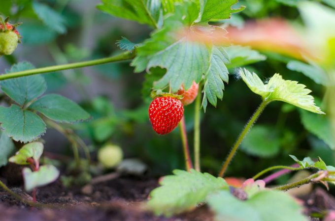 Reife Erdbeere an Pflanze zum selbstpflücken