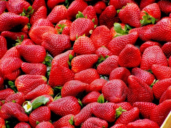 Frische gepflückte Erdbeeren